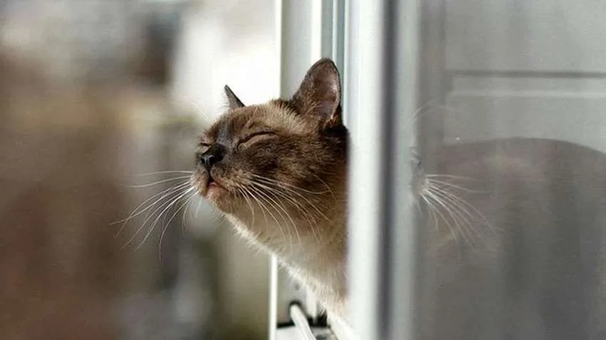 Коли потепління прийде в Україну, а де затримаються морози: яких температур чекати