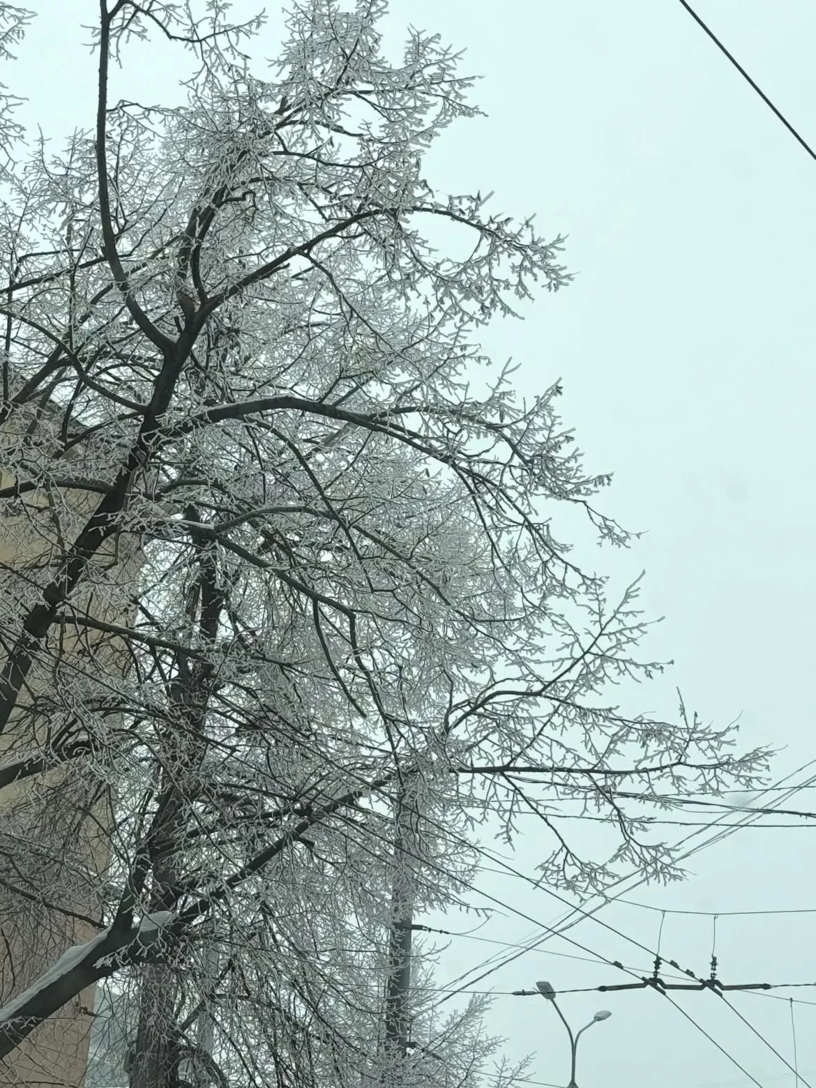 Дерево в інеї біля міських електроліній