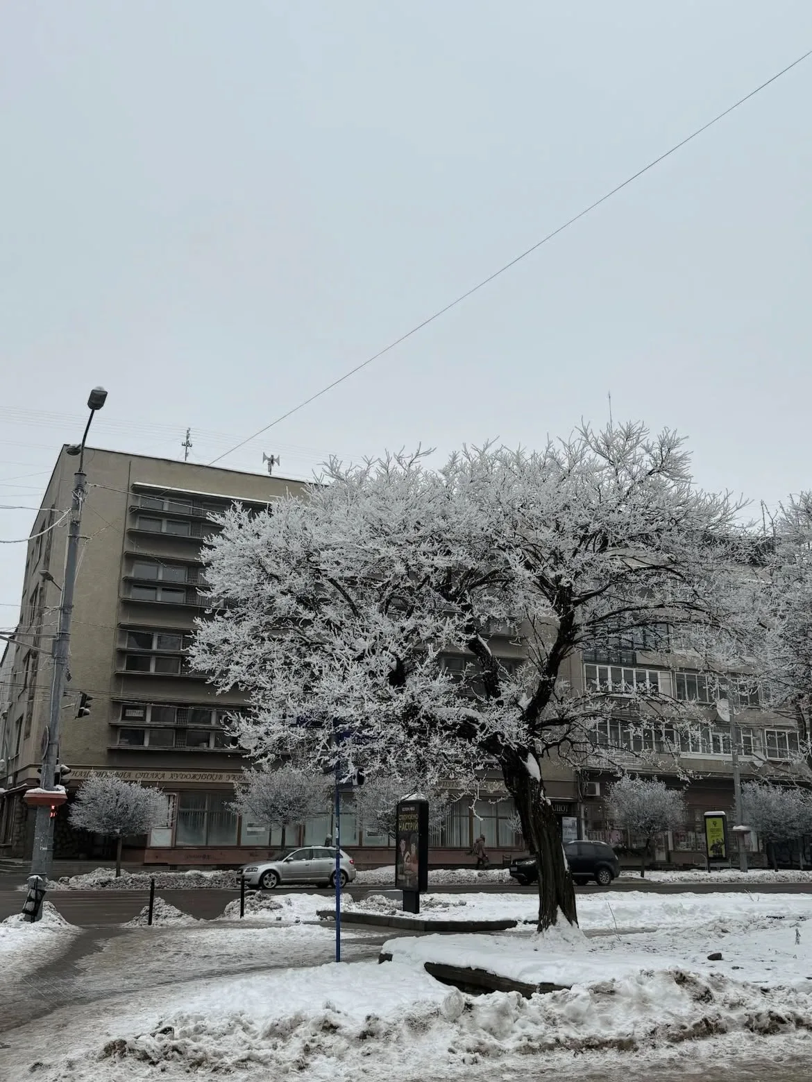 Зимове місто з засніженим деревом