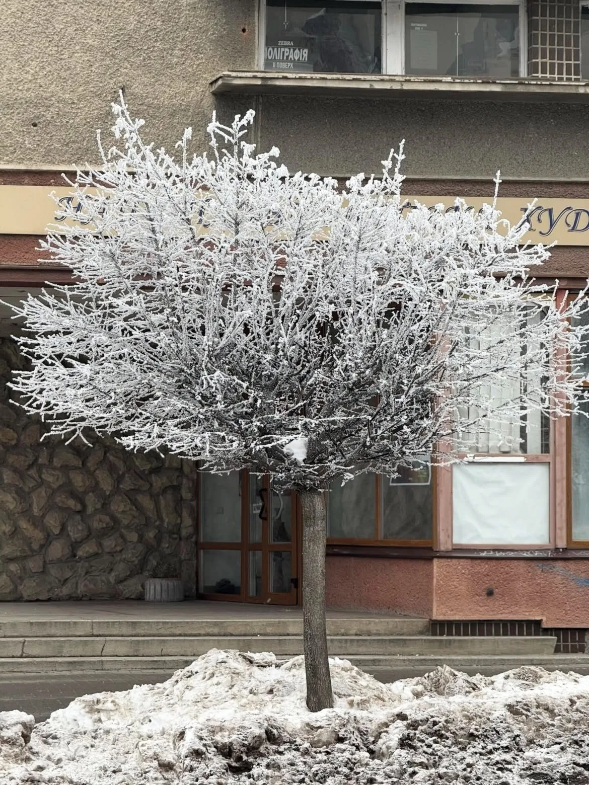 Дерево в інеї на зимовій міській вулиці