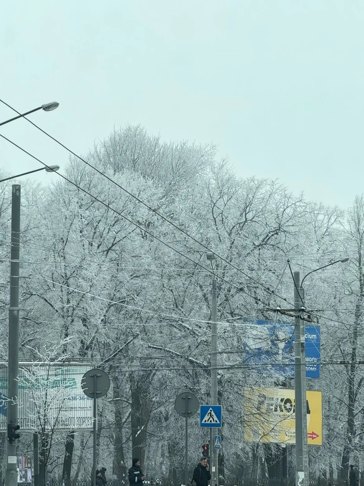 Засніжені дерева вздовж міської вулиці взимку