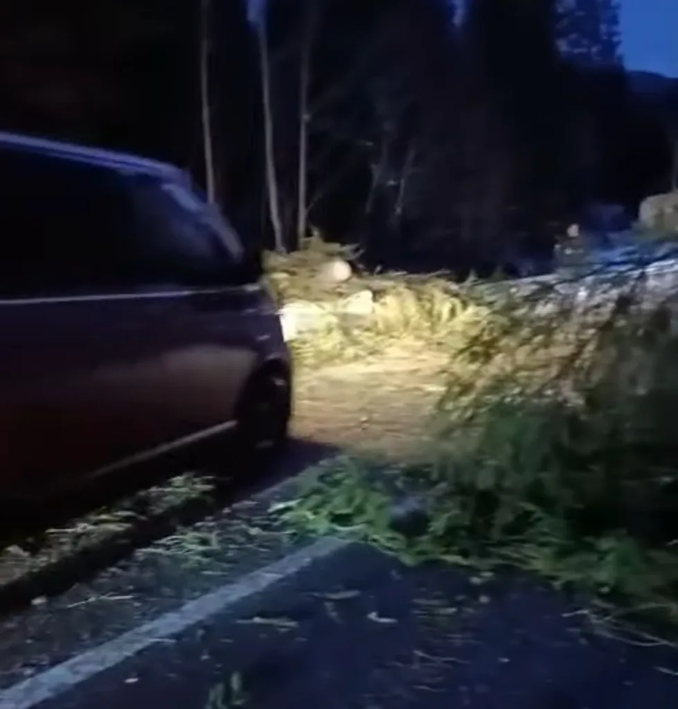 Повале дерево перекриває дорогу біля автомобіля