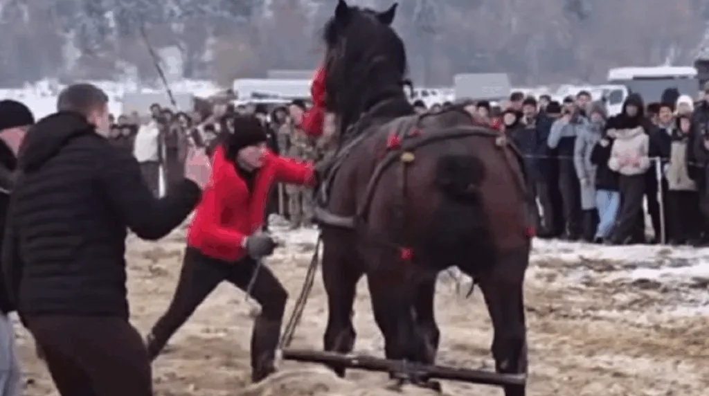 Змагання коней на снігу перед глядачами