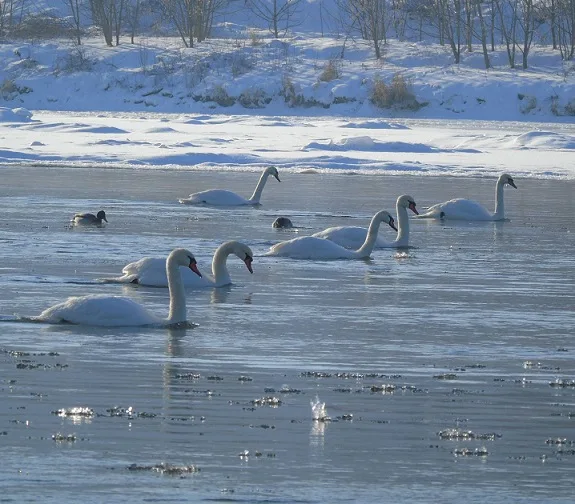 Лебеді плавають на зимовій річці