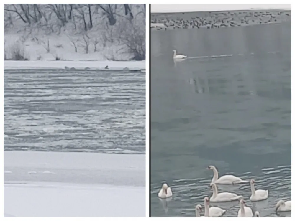 Лебеді плавають на зимовій річці серед льоду