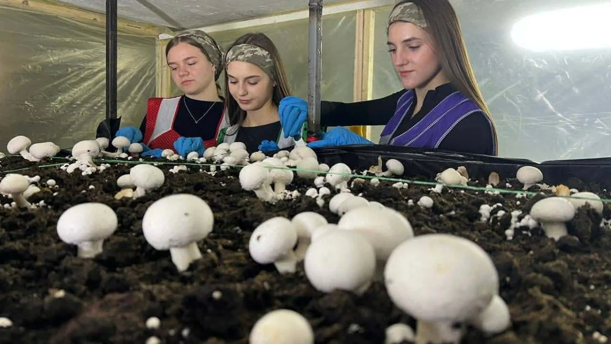 Дівчата вирощують печериці у грибній фермі