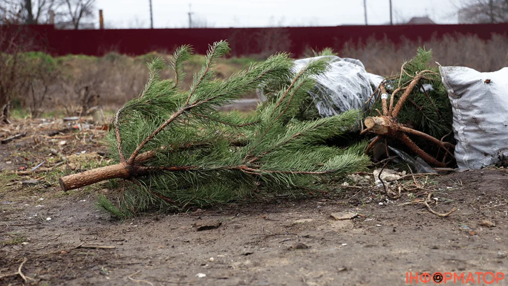 Викинуті новорічні ялинки на землі