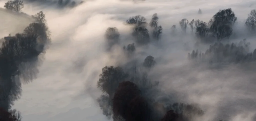 Річка та дерева, вкриті густим туманом