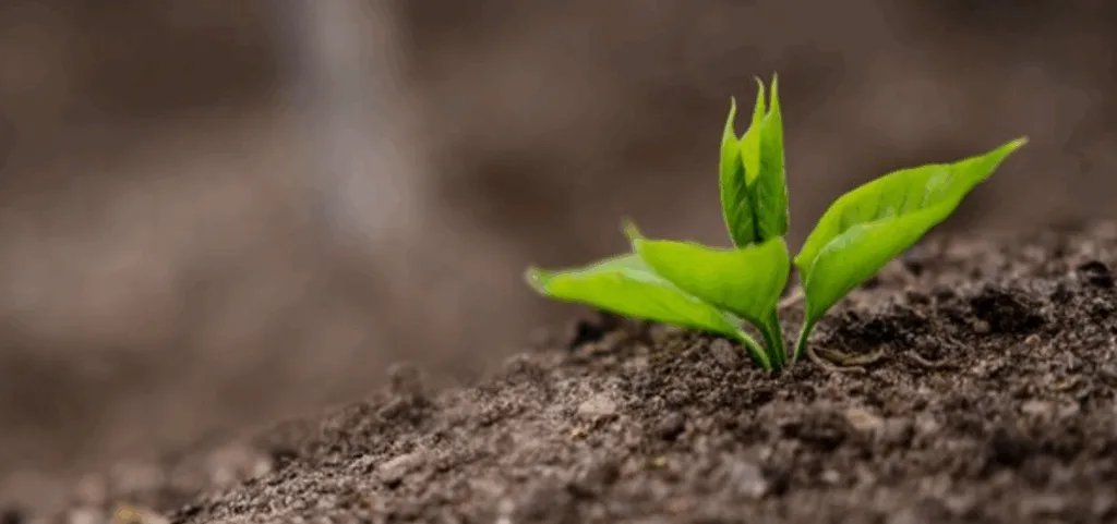 Молода зелена рослина проростає із ґрунту