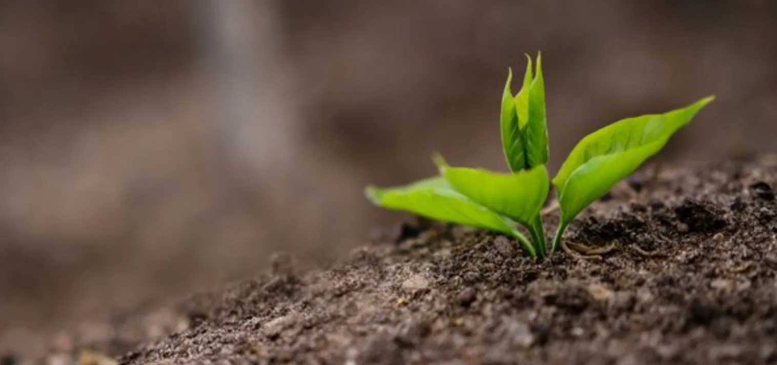 Молода зелена рослина проростає із ґрунту