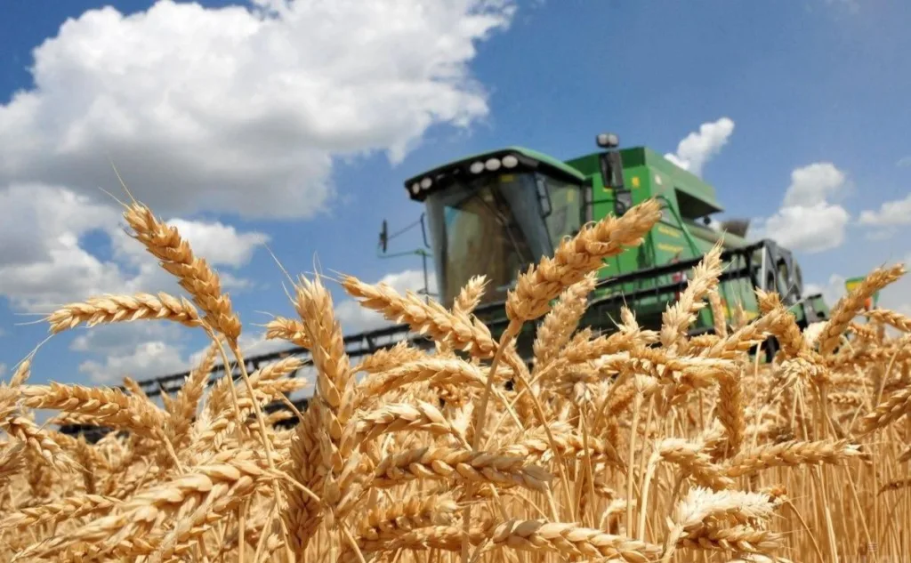 Збір пшениці комбайном на полі