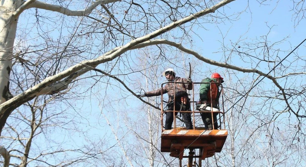 Робітники обрізають гілки дерев на підйомнику