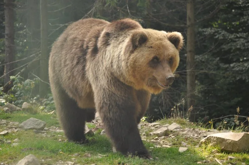 Бурий ведмідь у лісі