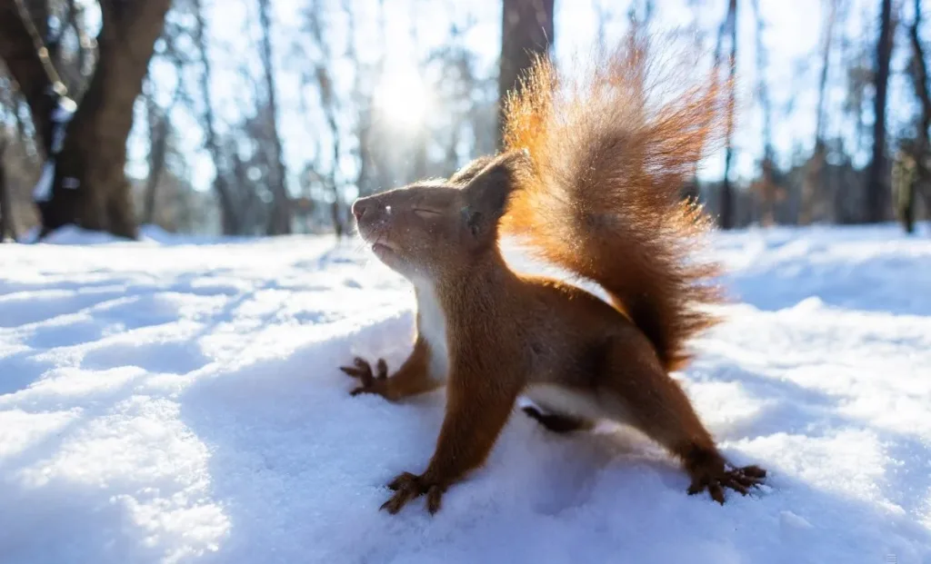 Білка стоїть на снігу в зимовому лісі