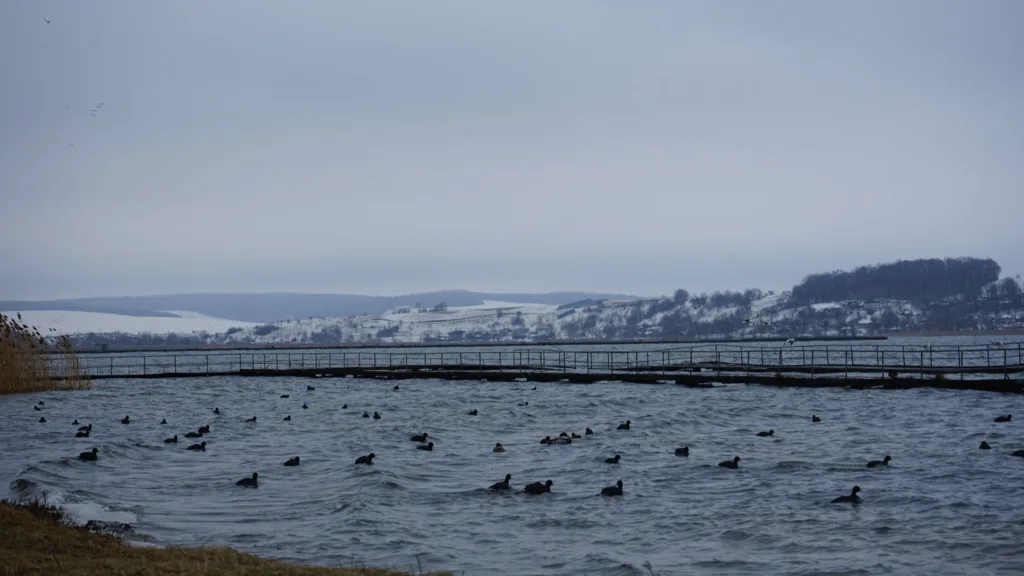 Качки на зимовому озері з містком