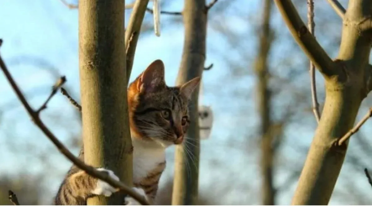Кіт сидить на дереві взимку