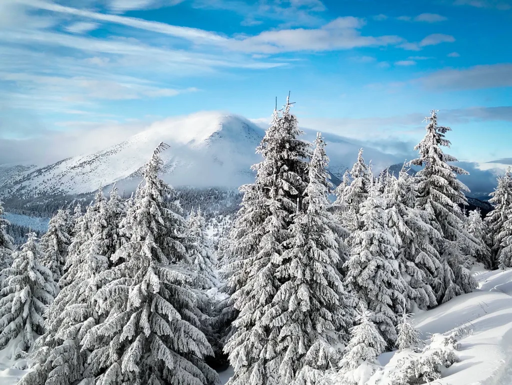Сніжні ялини в горах під синім небом