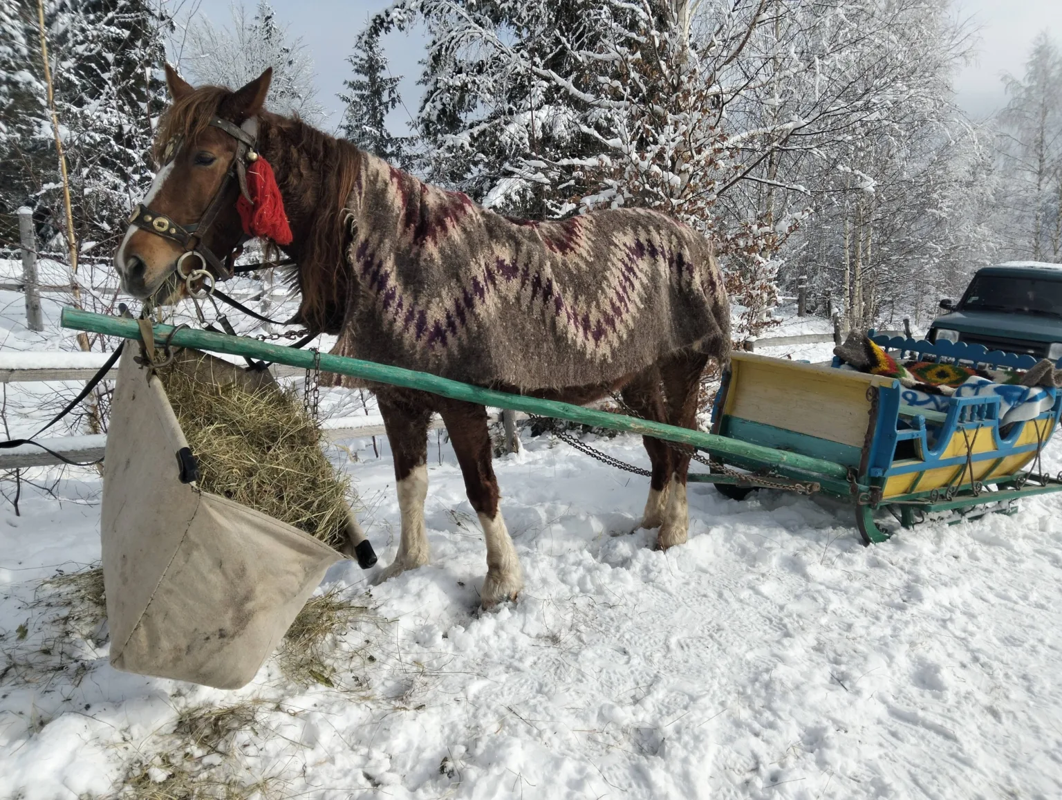 Кінь у санях взимку серед засніженого лісу