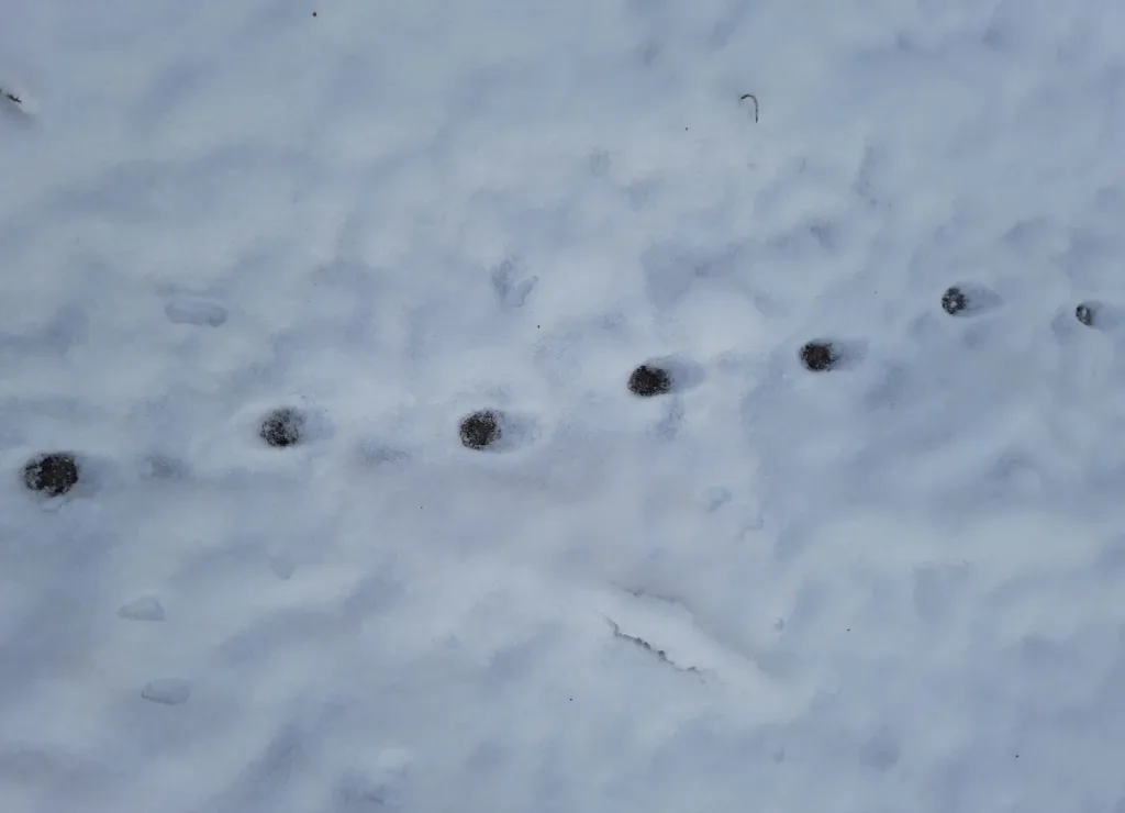 Сліди тварини на снігу взимку