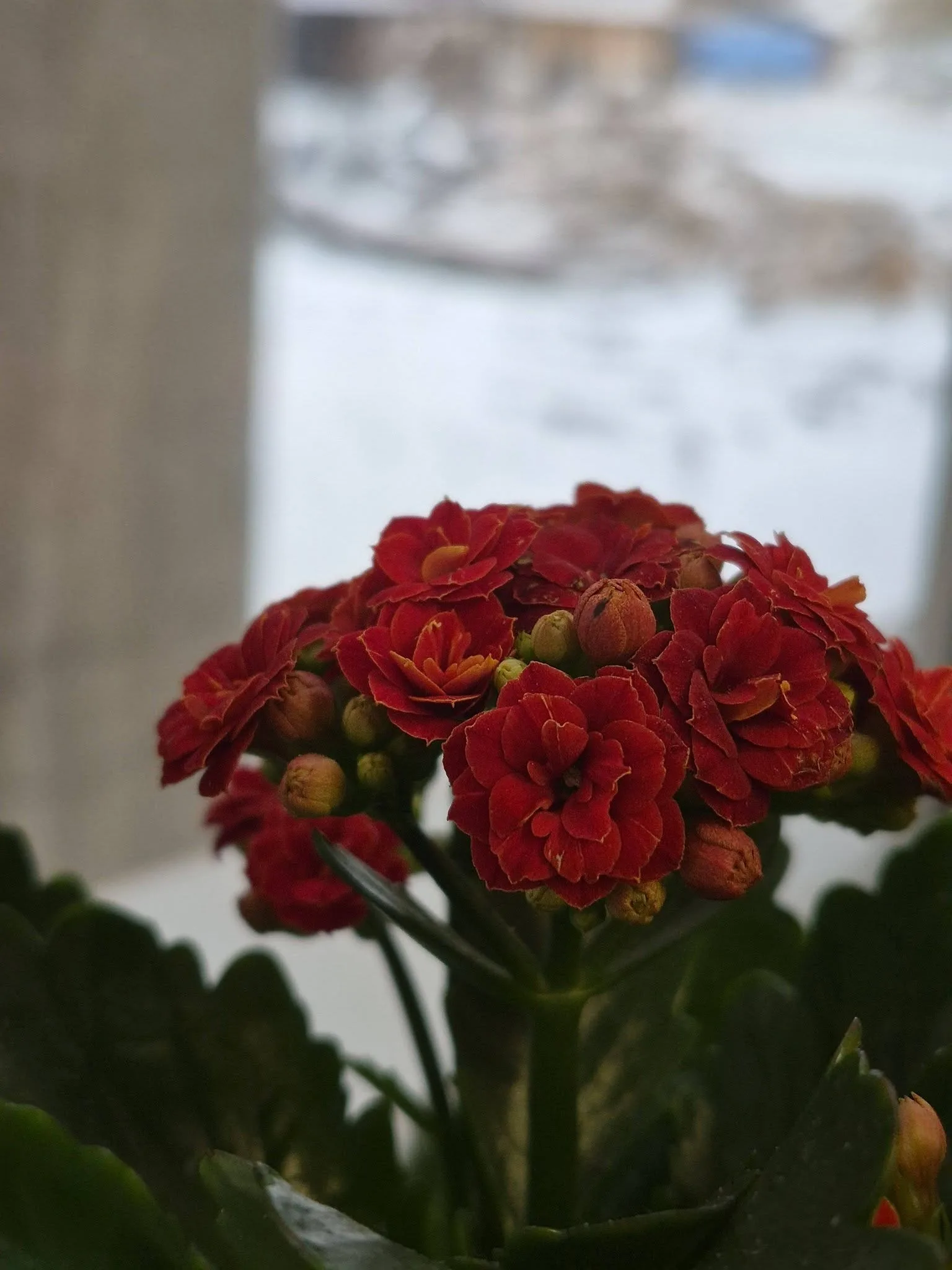 Червоні квіти каланхое біля вікна взимку