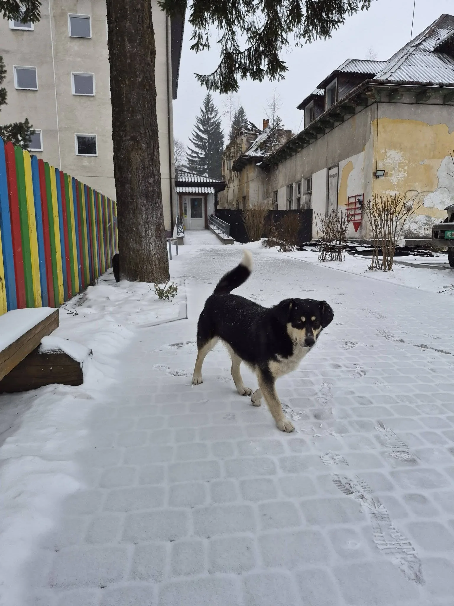 Собака стоїть на засніженій вулиці біля будинків