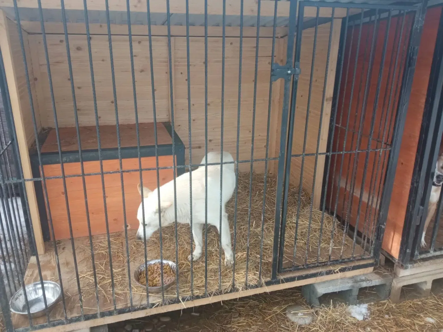 Білий собака у вольєрі з мисками їжі