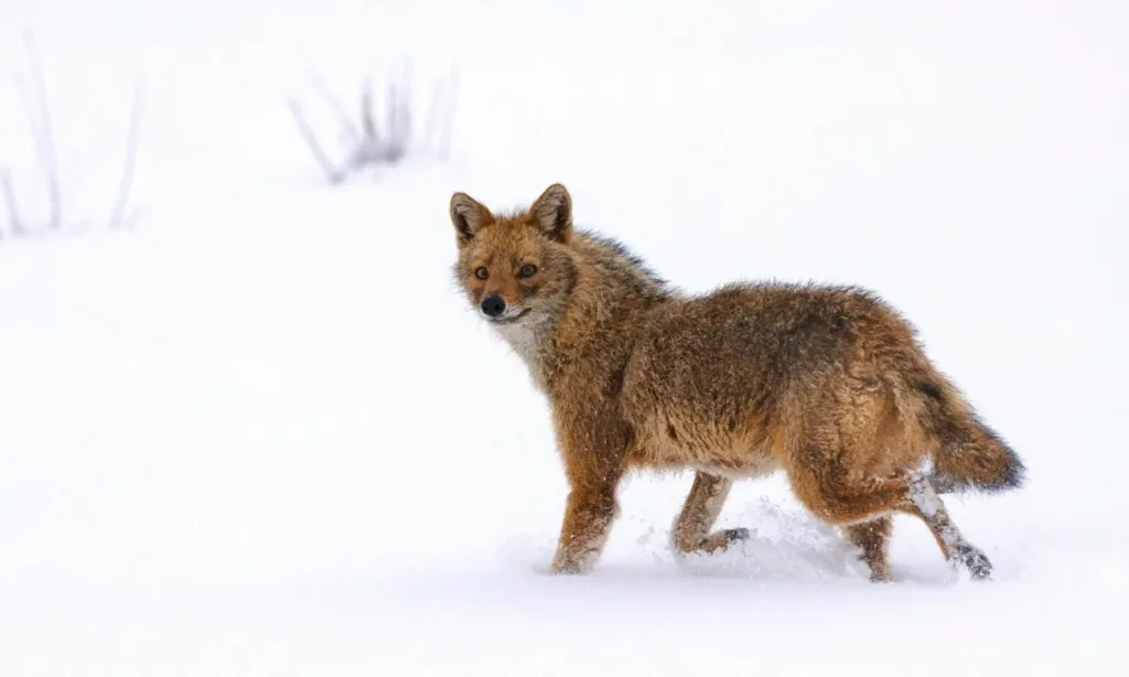 Золотий шакал іде по снігу