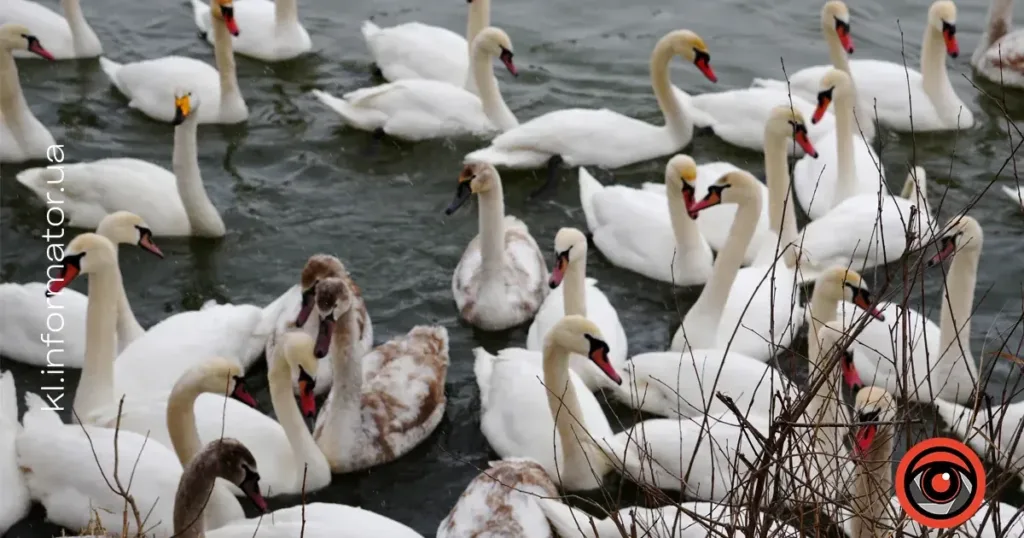 Зграя лебедів плаває у холодній воді