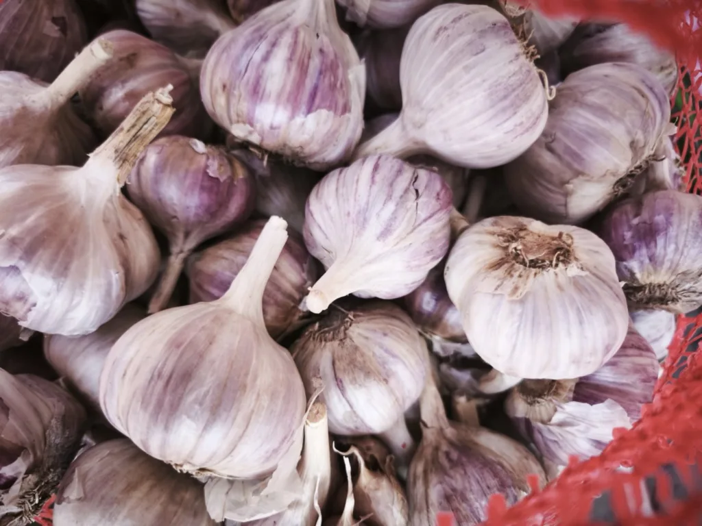 Свіжий фіолетовий часник у сітці