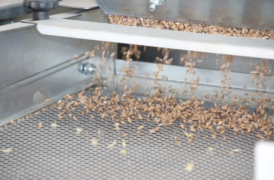 Сортування зерна на металевому конвеєрі