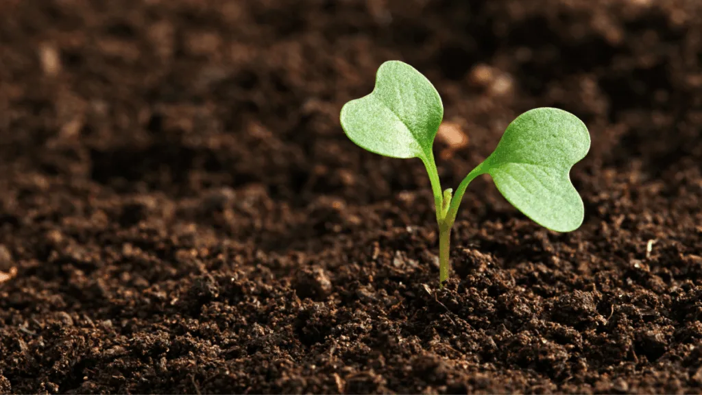 Молода рослина проростає з родючого ґрунту