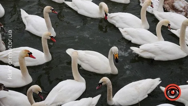 Під Коломиєю зимує незвичний для Прикарпаття вид лебедя-крикуна. / © Інформатор