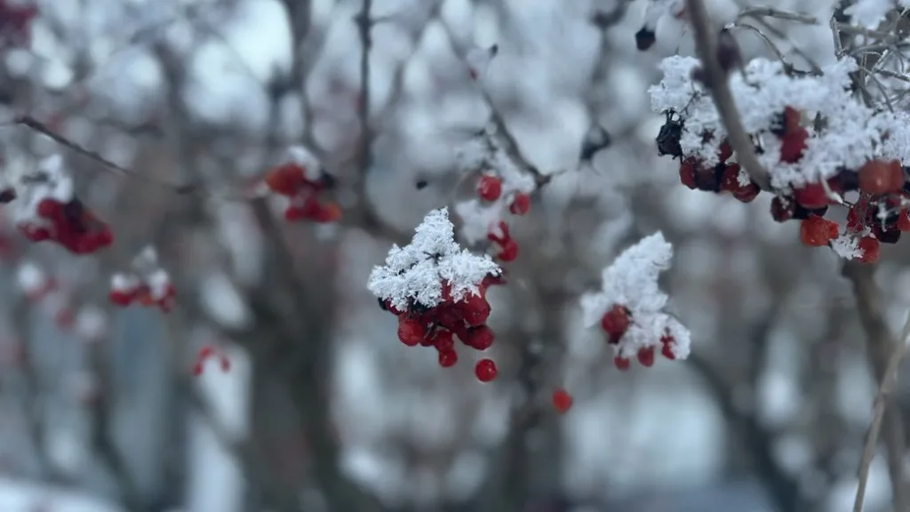 Червоні ягоди, вкриті снігом узимку