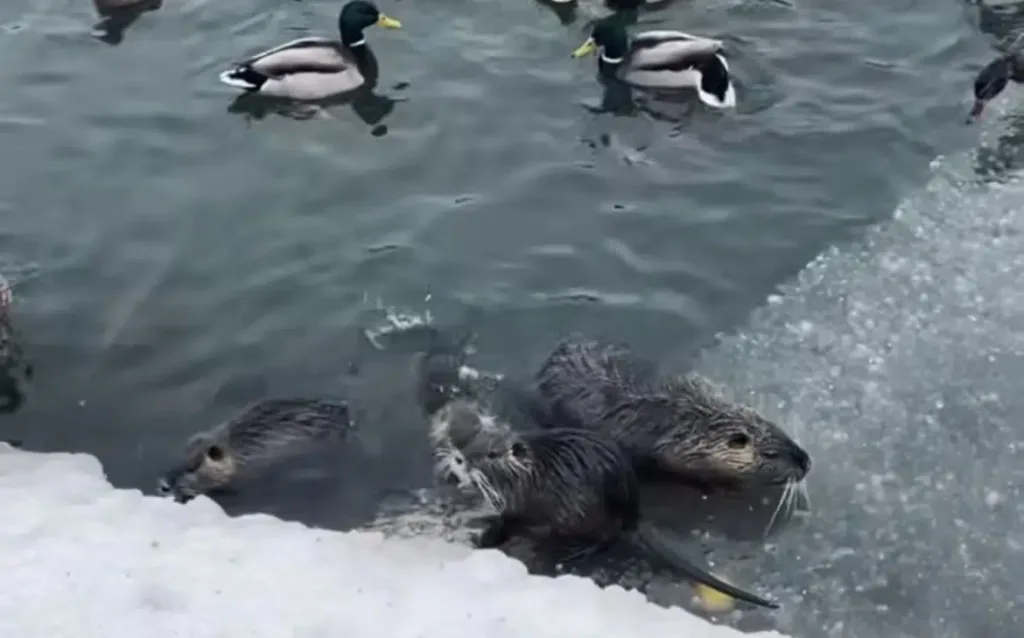 Нутрії та качки у зимовій водоймі