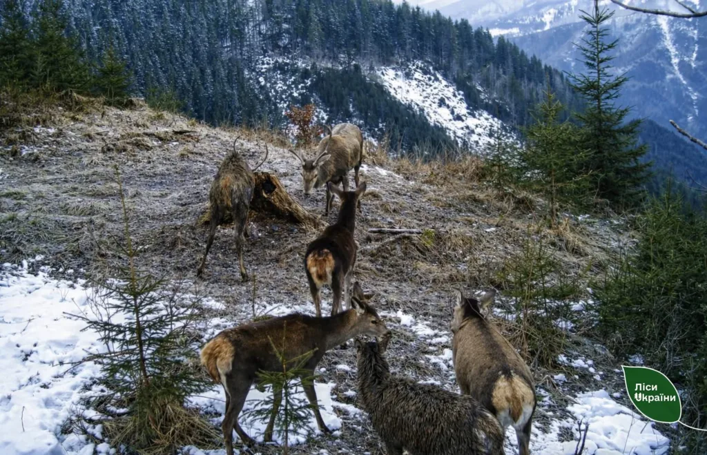Олені в зимовому карпатському лісі