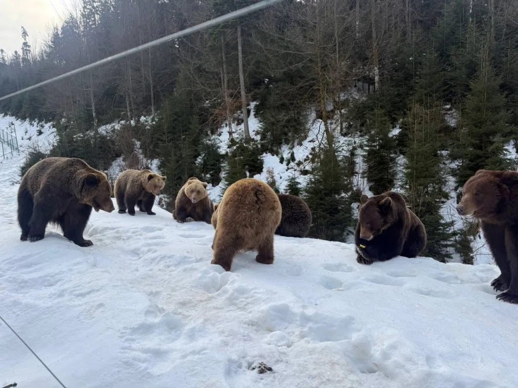 Група бурих ведмедів на снігу в лісі