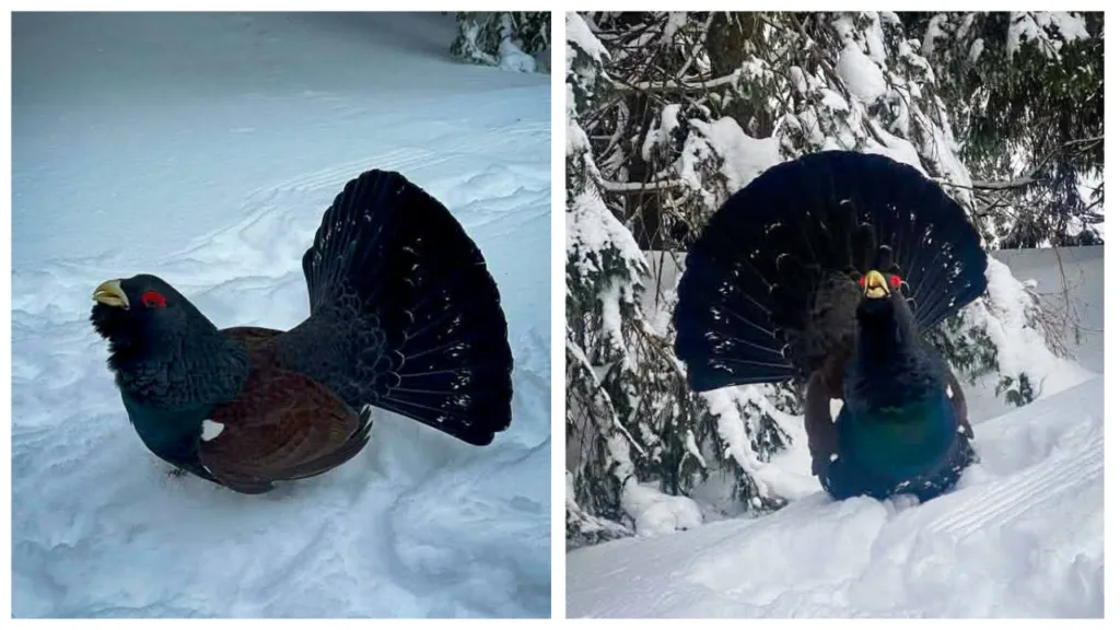 Глушець у снігу серед зимового лісу