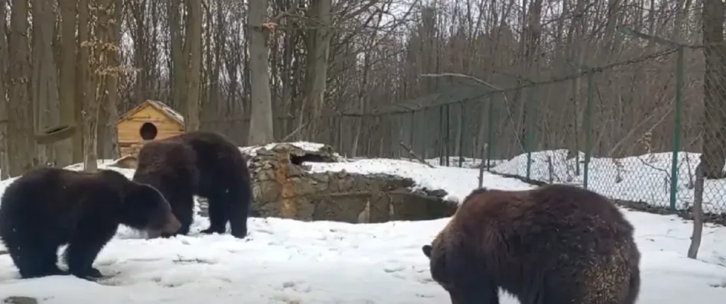 Ведмеді гуляють у зимовому лісі