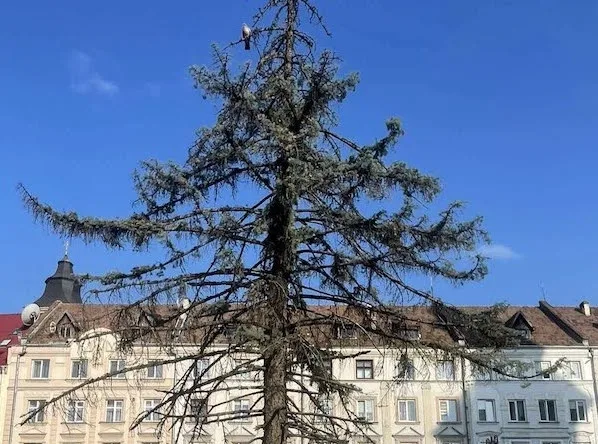 Велика ялинка перед старими будинками під синім небом