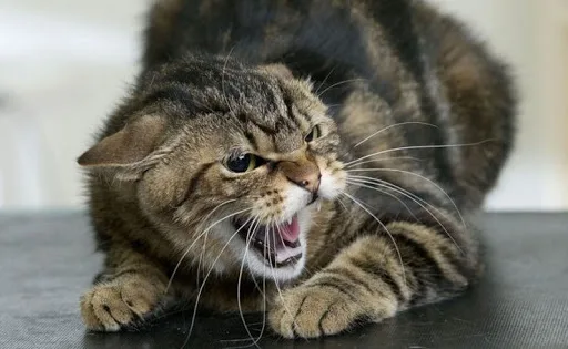 Сердитий кіт шипить і показує зуби