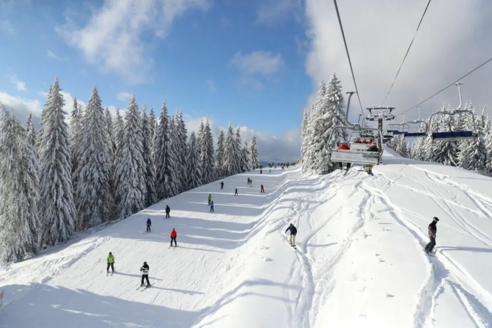 Лижники на засніженому схилі серед ялин