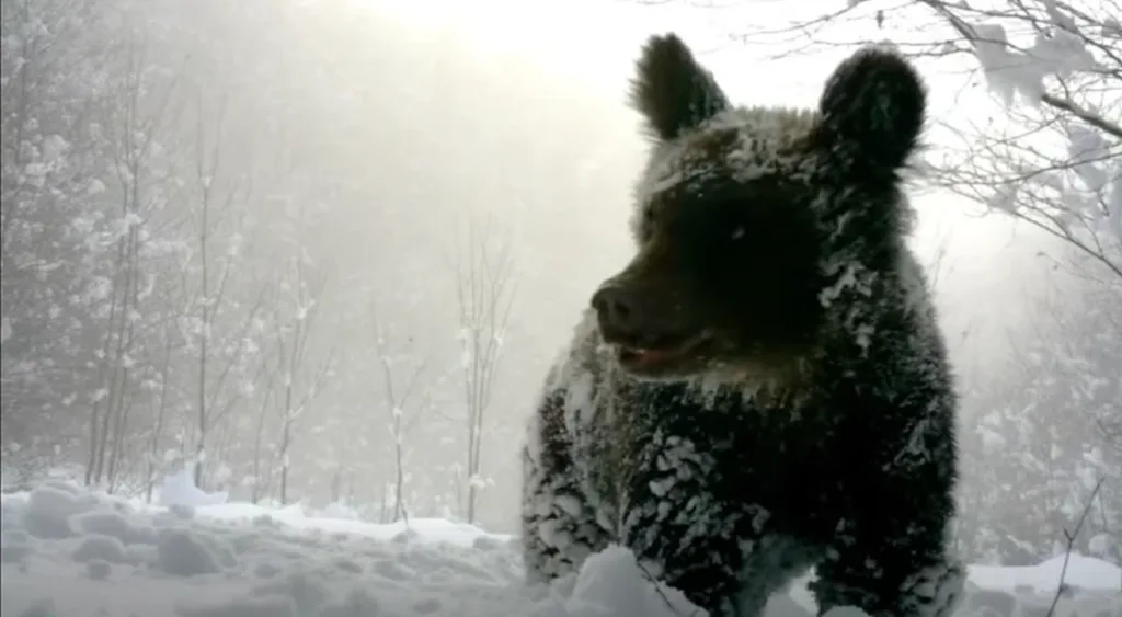 Ведмідь у засніженому лісі взимку