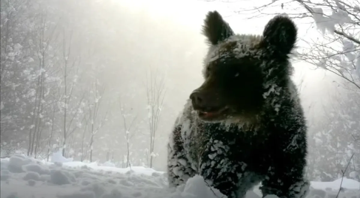 Ведмідь у засніженому лісі взимку