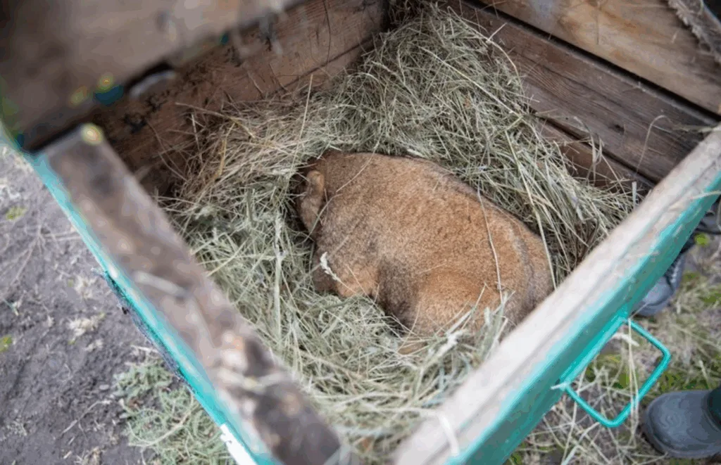 Бабак спить у сіні в дерев’яній коробці