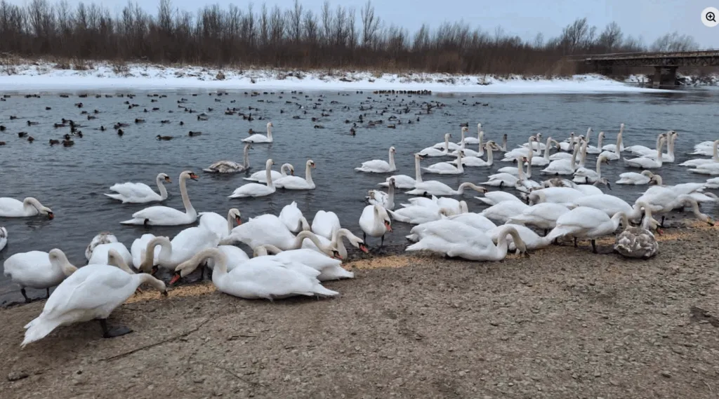 Багато лебедів на зимовому озері