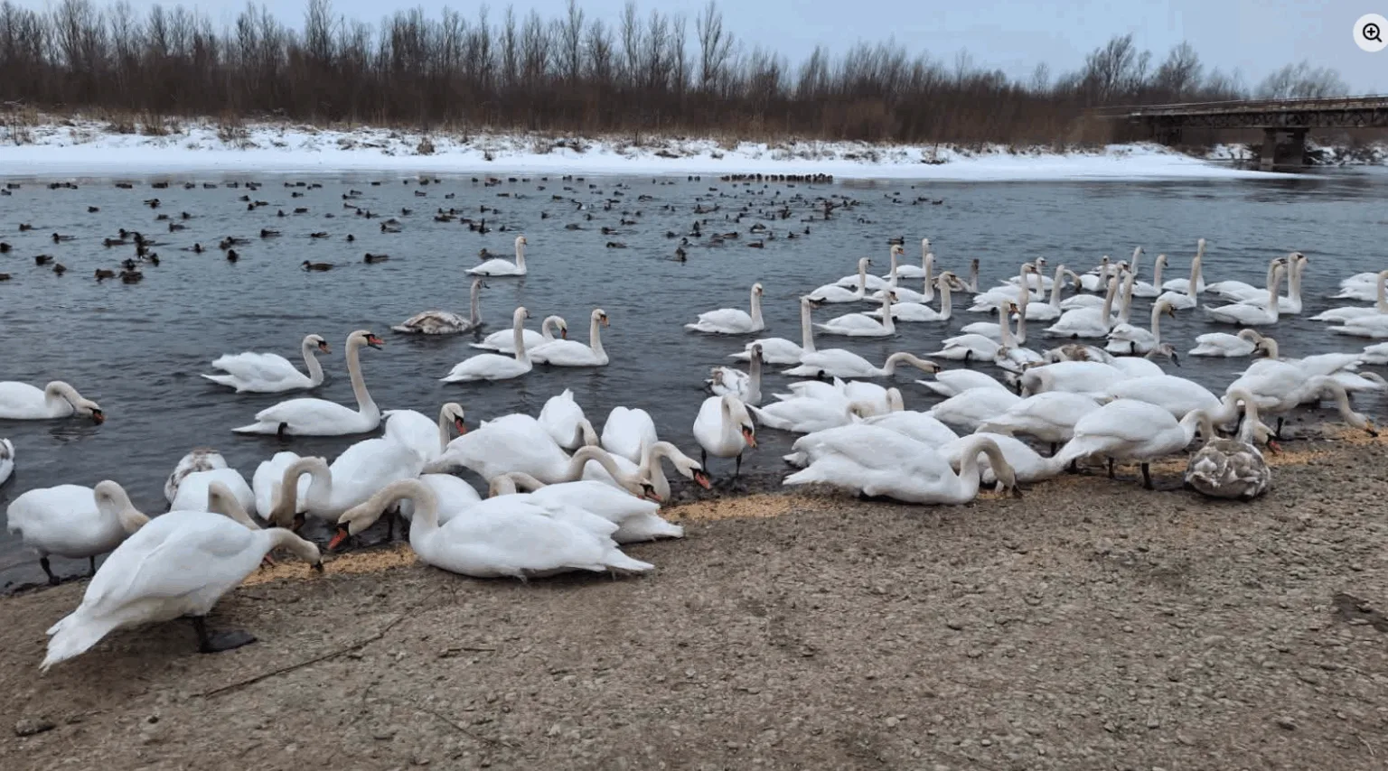 Багато лебедів на зимовому озері