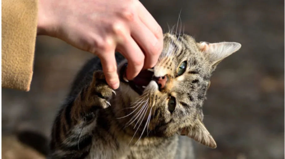 Сіра кішка кусає руку людини