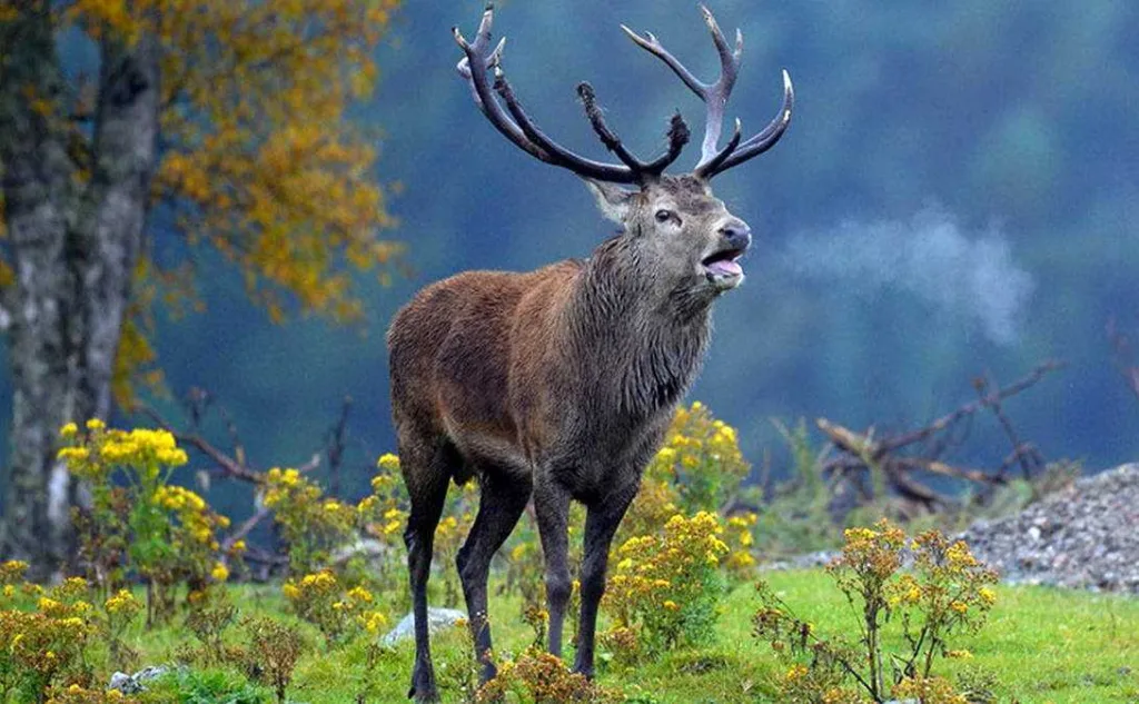 Олень стоїть на лісовій галявині восени