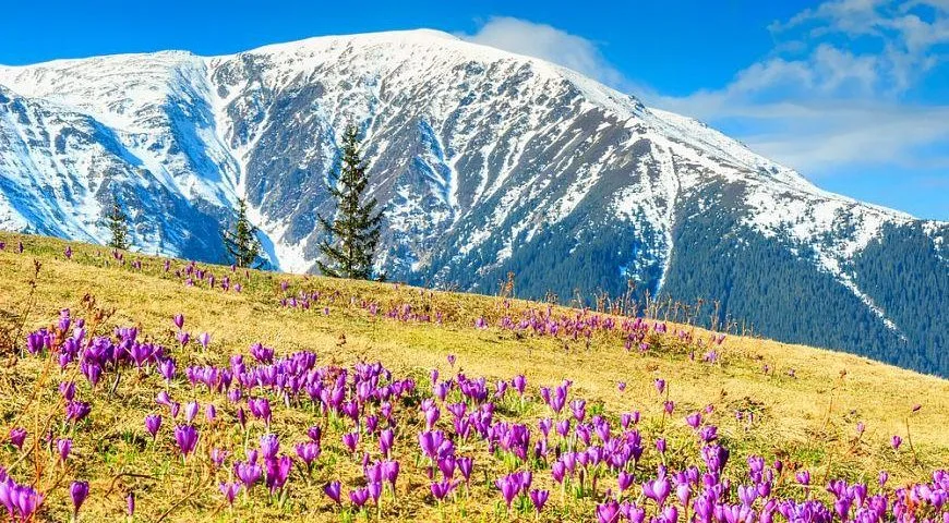 Весняні крокуси в горах Карпат під снігом