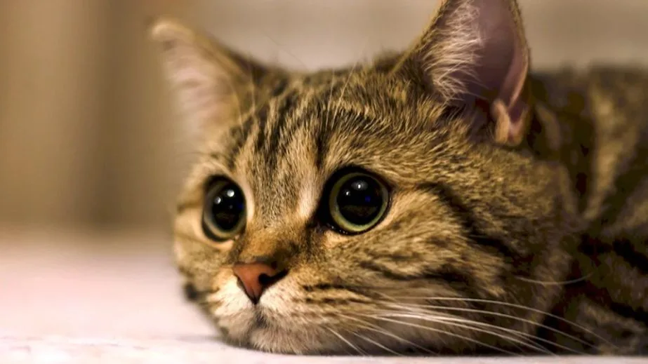 Смугастий кіт лежить і дивиться великими очима